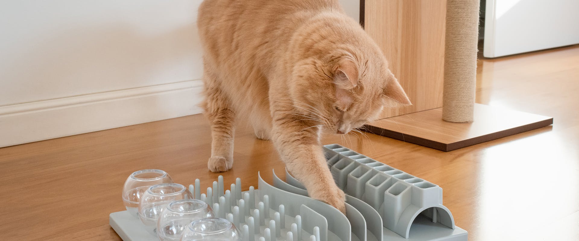 9 of the Best Cat Puzzle Toys to Keep Your Furry Feline Busy